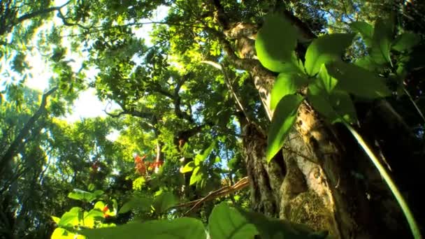Weelderige regenwoud vegetatie — Stockvideo