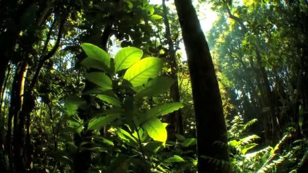 Növényzet buja esőerdők — Stock videók