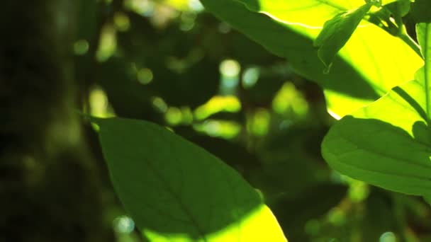 Lush rainforest vegetation — Stock Video