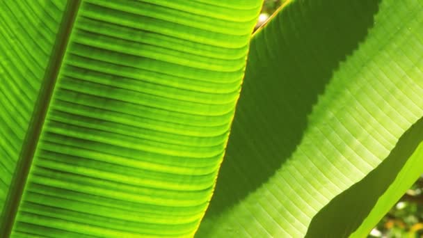 熱帯雨林の植物相のタイトなクローズ アップ — ストック動画
