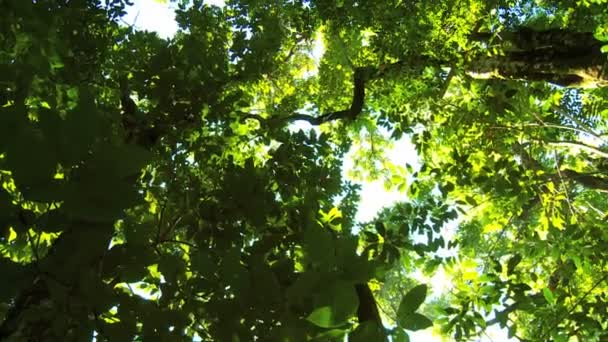 Exuberante vegetación de selva tropical — Vídeo de stock