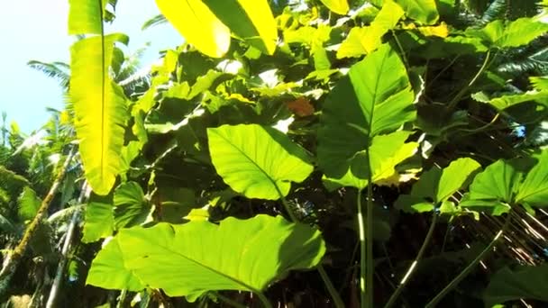 美しいエキゾチックな熱帯雨林の花 — ストック動画