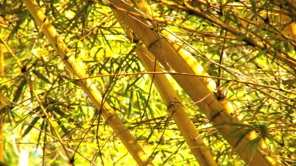 Hermosas flores de selva exótica — Vídeo de stock