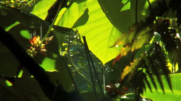 Lindas flores exóticas da floresta tropical — Vídeo de Stock