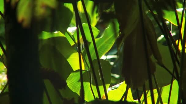 Belles fleurs exotiques de forêt tropicale — Video