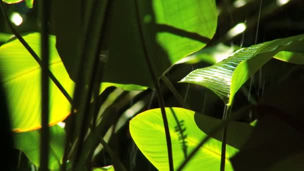 Belles fleurs exotiques de forêt tropicale — Video