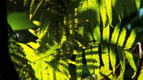 Prachtige exotische regenwoud bloemen — Stockvideo