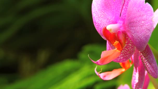 Exotisk blomma i tropisk regnskog — Stockvideo