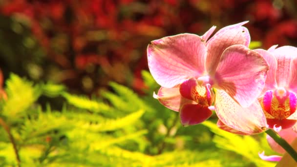 Όμορφο τροπικό δάσος του εξωτικά λουλούδια — Αρχείο Βίντεο