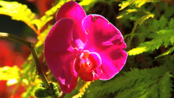 Prachtige exotische regenwoud bloemen — Stockvideo