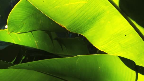 Folhas da floresta tropical em close-up — Vídeo de Stock