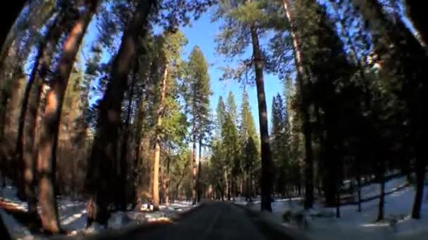 Driving in National Park with Fish-eye — Stock Video
