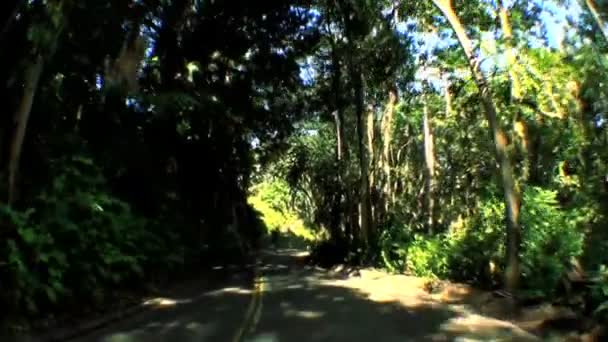 Ponto de vista através de árvores da floresta tropical — Vídeo de Stock