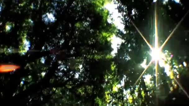 Punto de vista a través de árboles de selva tropical — Vídeo de stock