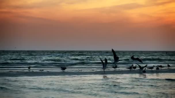 Dziewczyn plaży o zachodzie słońca — Wideo stockowe