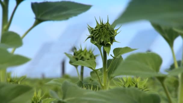 Girasoles y energía solar — Vídeo de stock