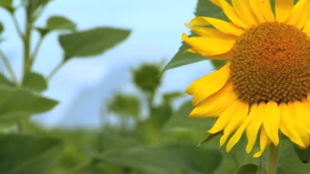 Girasoles y energía solar — Vídeo de stock