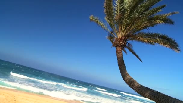 Tropikal palmiye ağacı yakın çekim — Stok video