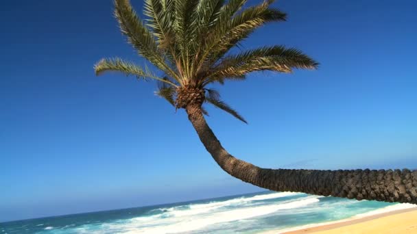 Plan rapproché d'un palmier tropical — Video