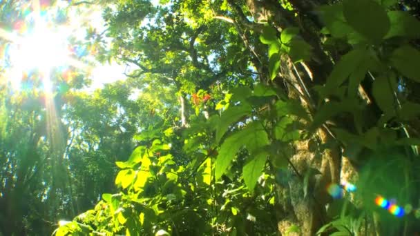 Grönskande regnskog med ljud — Stockvideo