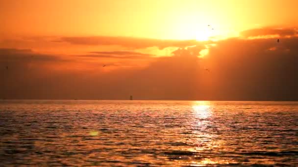 Vacker solnedgång med havet fåglar flyger — Stockvideo