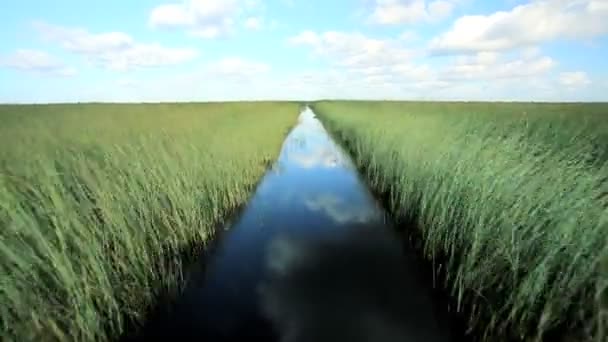 佛罗里达大沼泽地生态系统 — 图库视频影像