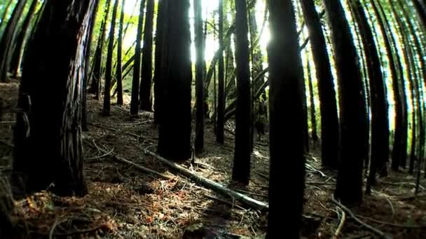 Vista de gran angular de un bosque de árboles — Vídeos de Stock
