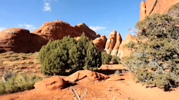 Скелясте дерево в середовищі без води — стокове відео