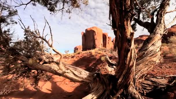 Dorre woestijn en gebladerte, monument valley — Stockvideo