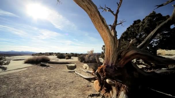 Droogte getroffen boom in woestijn landschap — Stockvideo