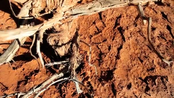 Мертве дерево викликане посухою пустелі — стокове відео