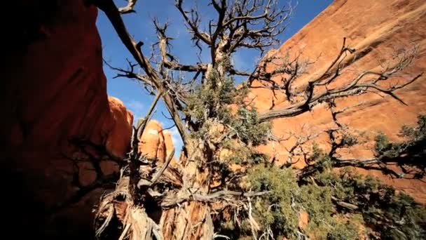 Beleza do deserto em ambiente árido — Vídeo de Stock