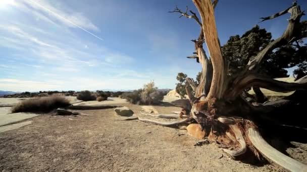 Versteinerter Baum in Wüstenumgebung — Stockvideo