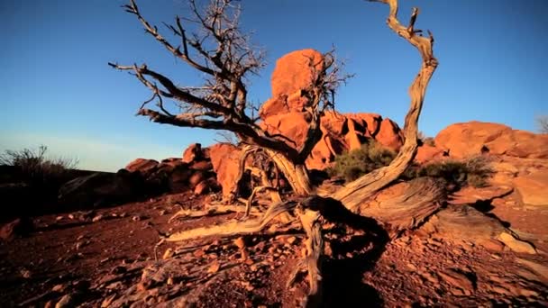 Roca equilibrada y árboles muertos — Vídeo de stock