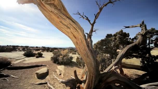 Vegetación en el medio ambiente del desierto — Vídeo de stock