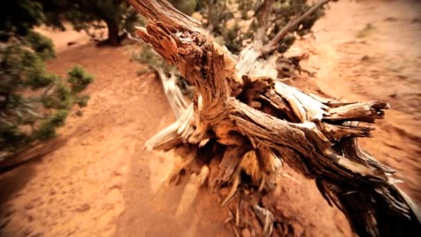 Blick aus der Vogelperspektive in Nahaufnahme von totem Baum — Stockvideo