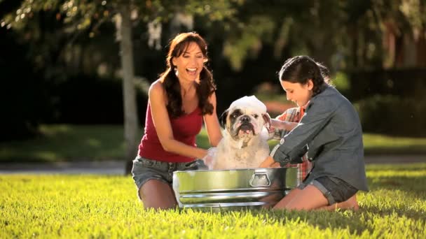 PET bulldog grooming av kaukasiska familj — Stockvideo