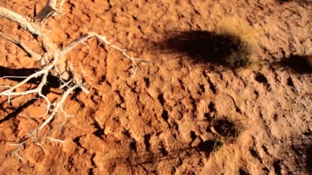Toter Baum durch Dürre in der Wüste — Stockvideo