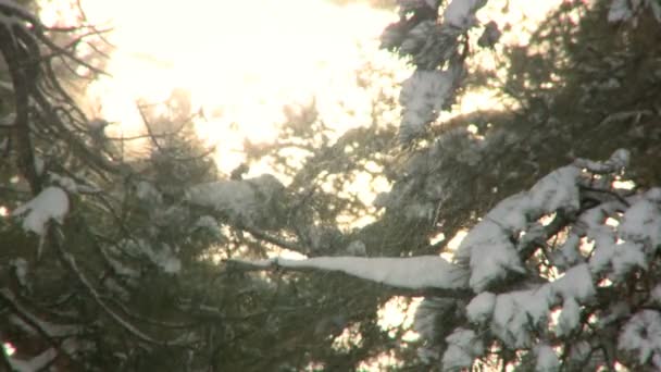겨울 눈 나무에서 부는 바람 — 비디오