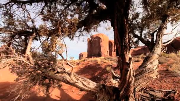 Arid Desert and Foliage, Monument Valley — Stock Video