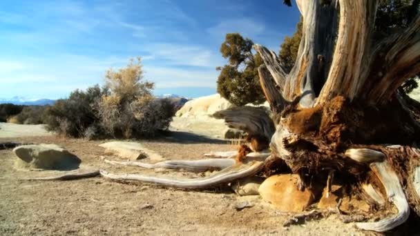 砂漠の荒野で死んだ木 — ストック動画