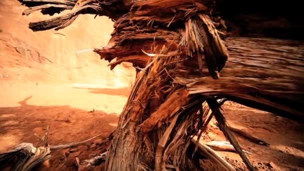 Pétrification de l'arbre mort dans un paysage désertique — Video