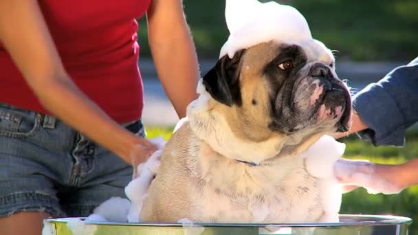 Mom & Daughter Bathing Family Bulldog — Stock Video