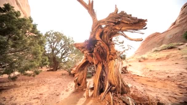 Albero colpito dalla siccità nel paesaggio desertico — Video Stock