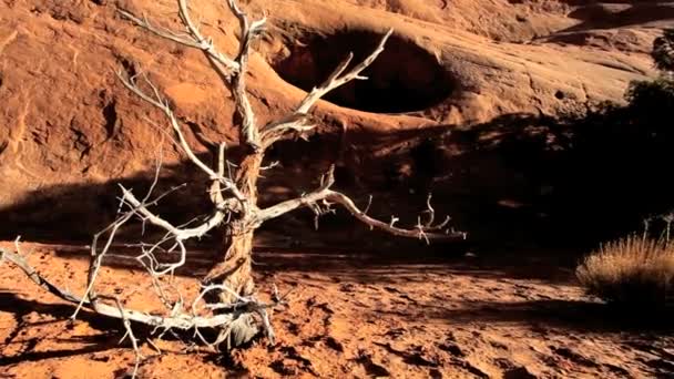 Скелетное дерево в условиях засухи в пустыне — стоковое видео
