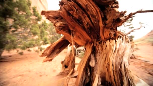 Torka skador till öken vegetation — Stockvideo