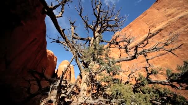 Trockene Landschaft im Südwesten Amerikas — Stockvideo