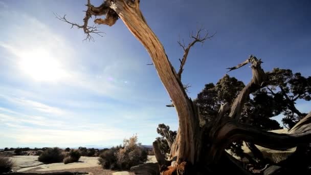 Árbol muerto en desierto salvaje — Vídeo de stock