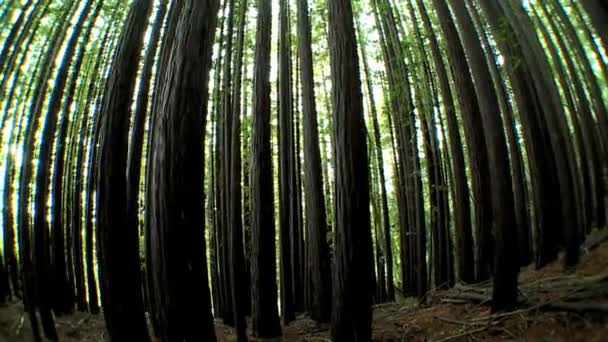 Vista de ângulo largo de uma floresta de árvores — Vídeo de Stock