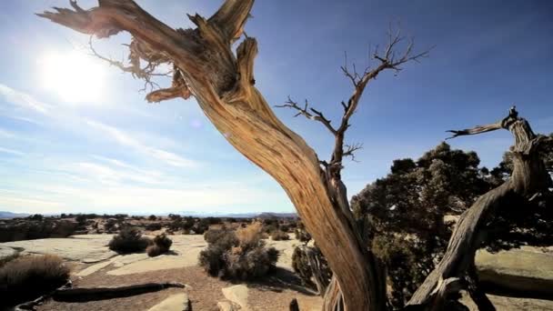 Vegetation in Desert Environment — Stock Video